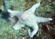 This sea star is suffering from wasting disease, which causes sea stars to disintegrate in a matter of days. Credit: Kevin Lafferty, USGS.