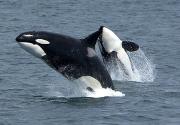 Image of two killer whales jumping out of the water. 