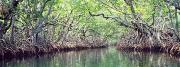 Mangrove forests are increasing in Texas. Credit: National Oceanic and Atmospheric Administration