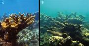 More acidic ocean waters can damage corals, image A shows healthy coral, image B shows damaged coral. Credit: USGS