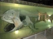 Preserved megamouth shark, showing cartilaginous skeleton and large mouth. Credit: Okinawa Charaumi Aquarium/NOAA