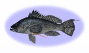 Tagged black sea bass. Credit: National Oceanic and Atmospheric Administration