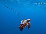Young loggerhead turtle with a solar-powered satellite transmitter.Credit: National Oceanic and Atmospheric Administration