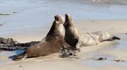 Male elephant seals take competition for mates very seriously, but rarely get into actual physical fights. Credit: Robert Schwemmer, National Oceanic and Atmospheric Administration.