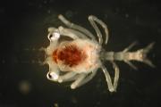Zooplankton, crustacean larva seen under a microscope. Credit: National Oceanic and Atmospheric Administration, photographer: Matt Wilson/Jay Clark.