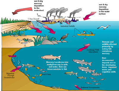 Mercury | Science and the Sea