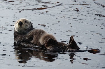 Sea Otter Moms Work Double-Time | Science and the Sea
