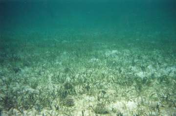 https://www.scienceandthesea.org/sites/default/files/images/stories/damaged%20seagrass.jpg