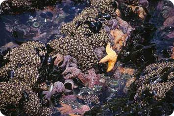 intertidal zone starfish