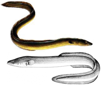 eel migration