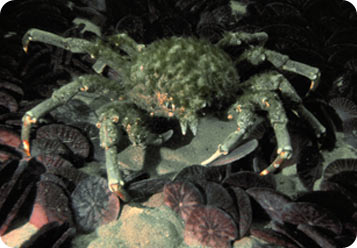 Like seasoned holiday enthusiasts, majoid crabs decorate their shells