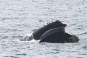 North Atlantic right whale Credit: Georgia Department of Natural Resources.