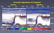 Typical acoustic signatures of bottomfish, during day and night surveys. Credit: National Oceanic and Atmospheric Administration, Reka Domokos