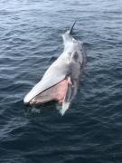 Floating fin whale in Alaska. Credit: Bree Witteveen, Sea Grant Alaska