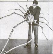 Japanese spider crab. Credit: Popular Science Magazine, June 1920.