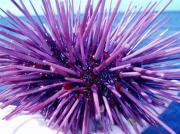 A purple sea urchin. Credit: Claire Fackler, National Oceanic and Atmospheric Administration