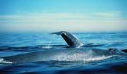 Blue whales can weigh up to 200 tons, yet scientists are only beginning to learn about their migration patterns. Credit: National Oceanic and Atmospheric Administration